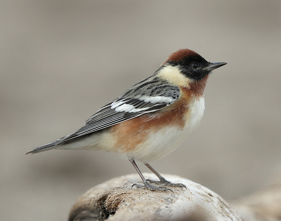 Bay-breasted Warbler Setophaga castanea
