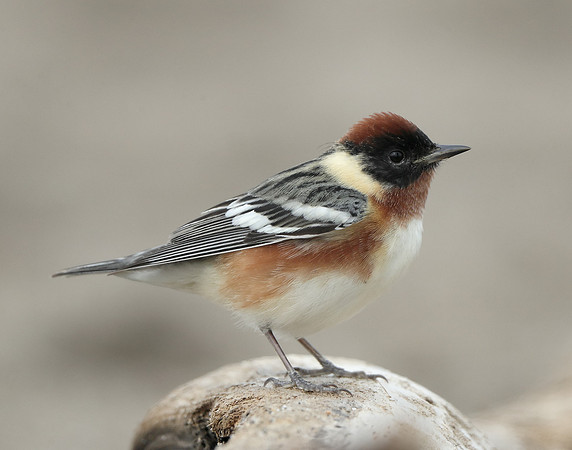 Bay-breasted Warbler Setophaga castanea