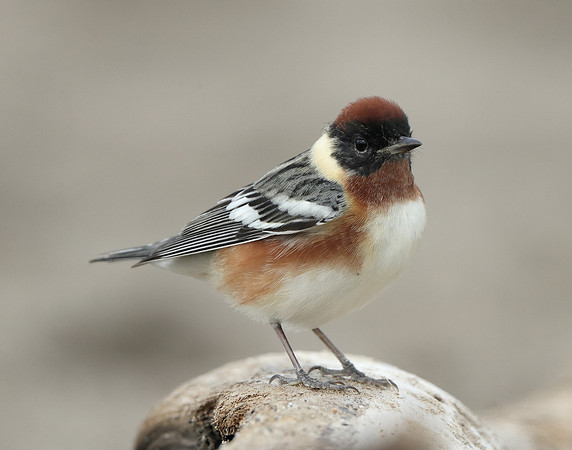 Bay-breasted Warbler Setophaga castanea