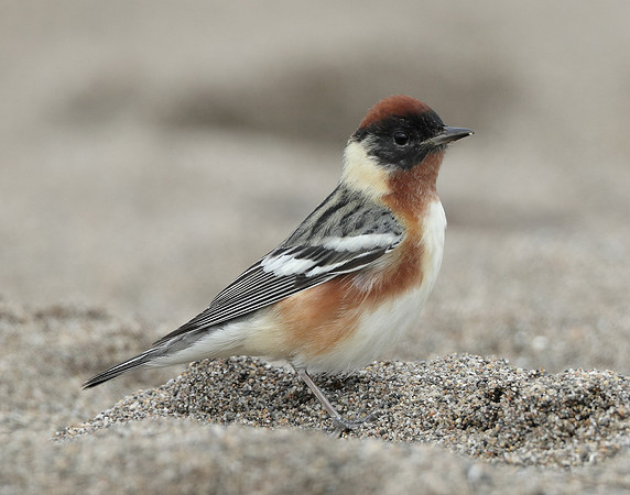 Bay-breasted Warbler Setophaga castanea