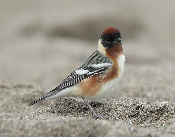 Bay-breasted Warbler Setophaga castanea