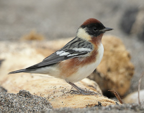 Bay-breasted Warbler Setophaga castanea