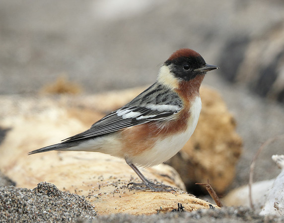 Bay-breasted Warbler Setophaga castanea