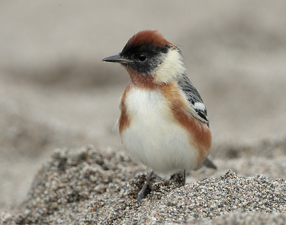 Bay-breasted Warbler Setophaga castanea