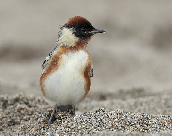 Bay-breasted Warbler Setophaga castanea