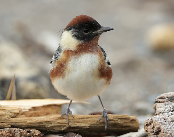 Bay-breasted Warbler Setophaga castanea