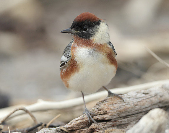 Bay-breasted Warbler Setophaga castanea