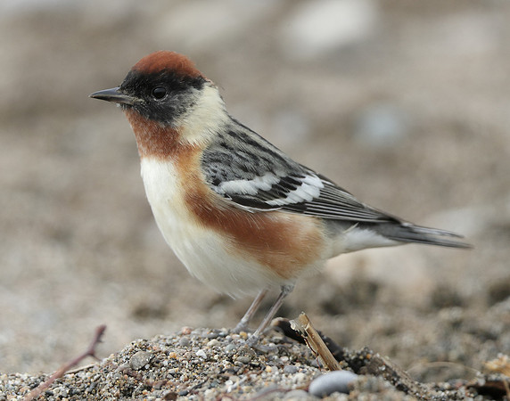 Bay-breasted Warbler Setophaga castanea