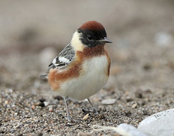 Bay-breasted Warbler Setophaga castanea