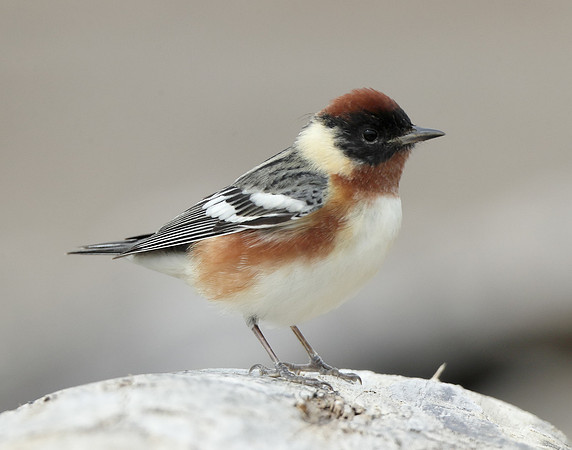Bay-breasted Warbler Setophaga castanea