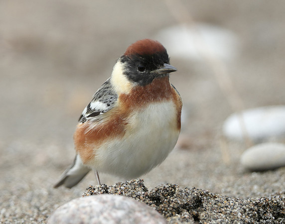 Bay-breasted Warbler Setophaga castanea