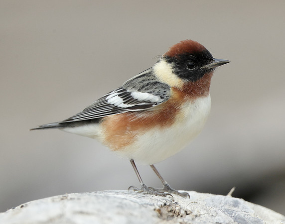Bay-breasted Warbler Setophaga castanea