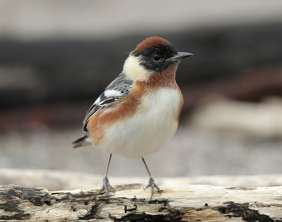 Bay-breasted Warbler Setophaga castanea