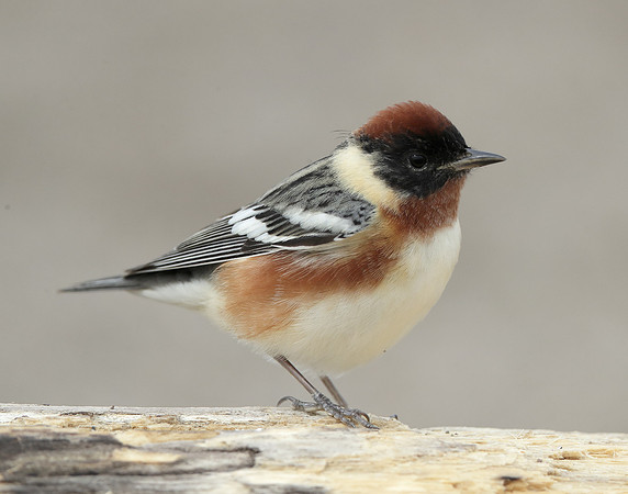 Bay-breasted Warbler Setophaga castanea