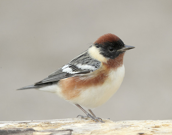 Bay-breasted Warbler Setophaga castanea