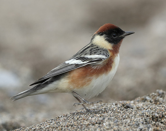 Bay-breasted Warbler Setophaga castanea