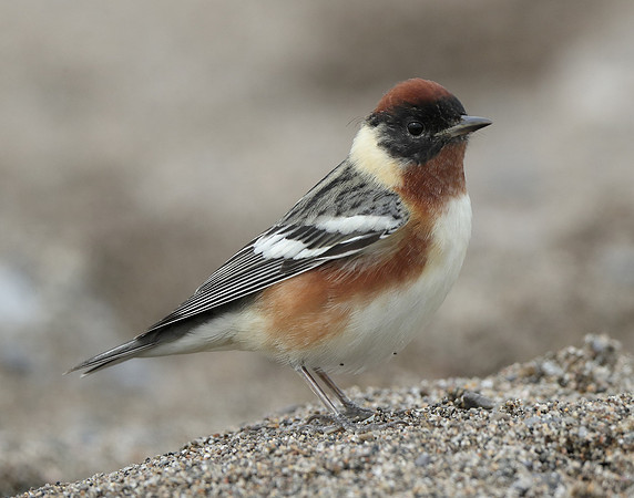 Bay-breasted Warbler Setophaga castanea
