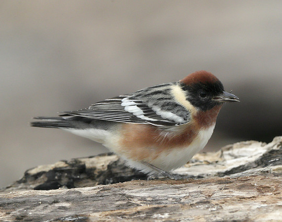 Bay-breasted Warbler Setophaga castanea