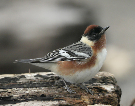 Bay-breasted Warbler Setophaga castanea