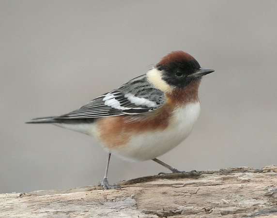 Bay-breasted Warbler Setophaga castanea