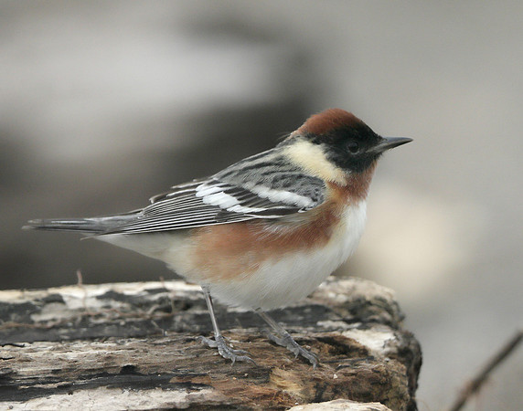 Bay-breasted Warbler Setophaga castanea
