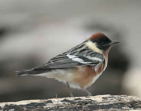 Bay-breasted Warbler Setophaga castanea