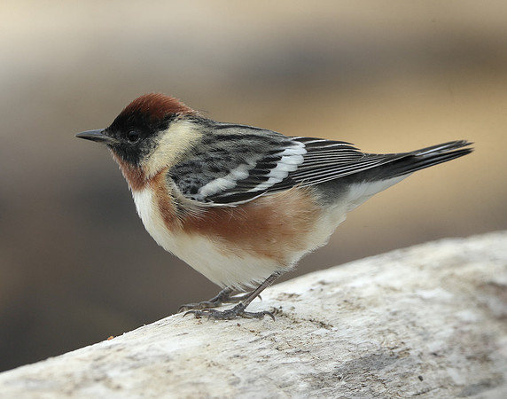Bay-breasted Warbler Setophaga castanea