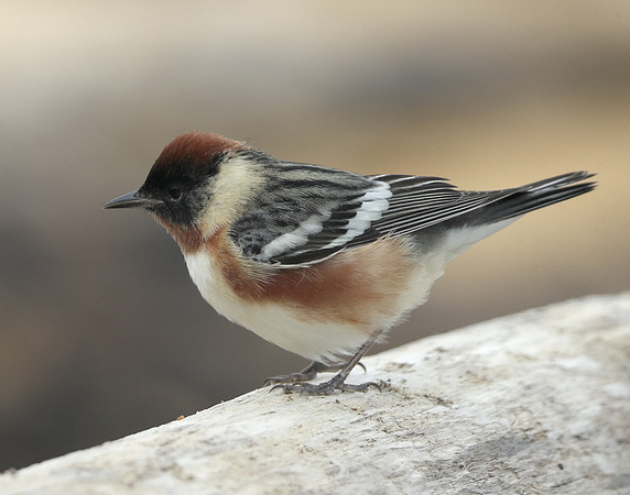 Bay-breasted Warbler Setophaga castanea
