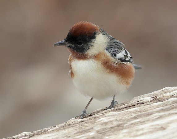 Bay-breasted Warbler Setophaga castanea