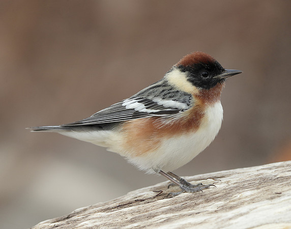 Bay-breasted Warbler Setophaga castanea