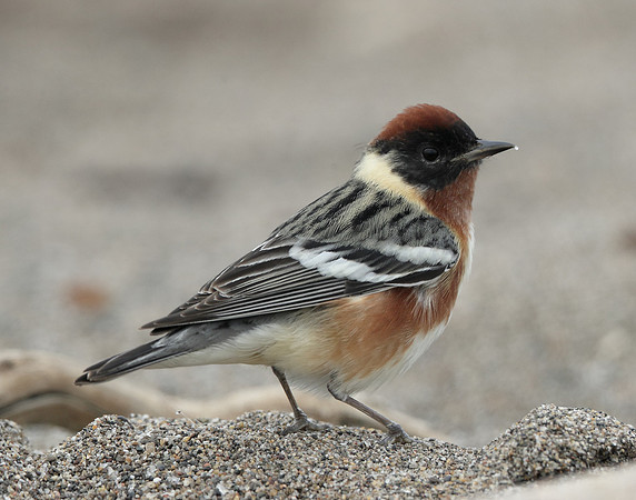 Bay-breasted Warbler Setophaga castanea