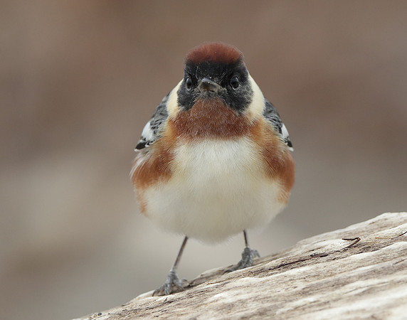 Bay-breasted Warbler Setophaga castanea