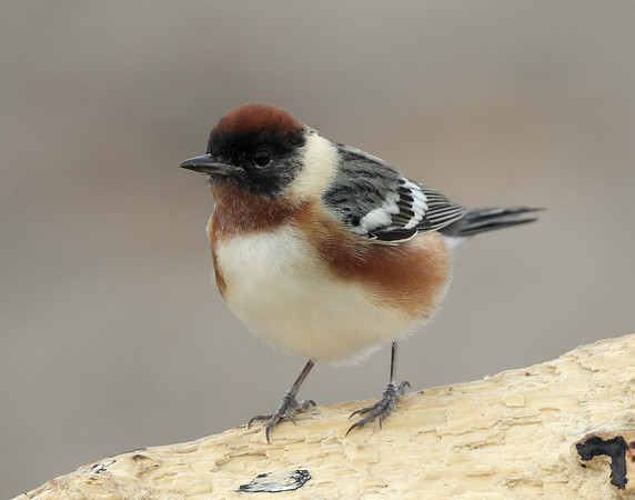 Bay-breasted Warbler Setophaga castanea