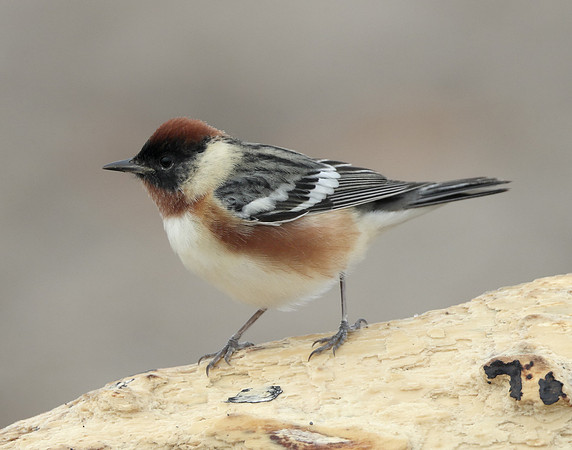 Bay-breasted Warbler Setophaga castanea