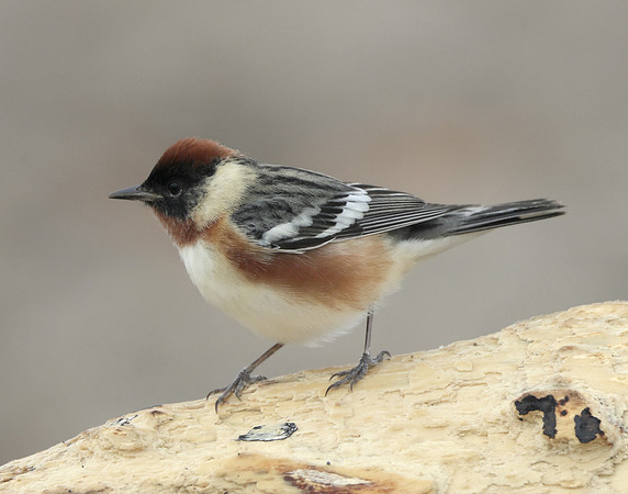 Bay-breasted Warbler Setophaga castanea