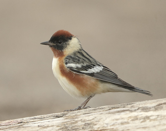 Bay-breasted Warbler Setophaga castanea