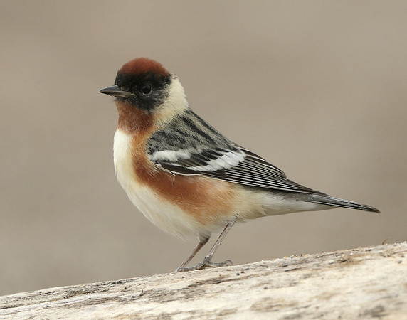 Bay-breasted Warbler Setophaga castanea