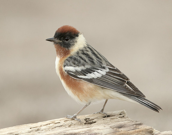 Bay-breasted Warbler Setophaga castanea
