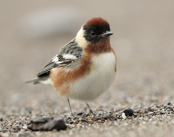 Bay-breasted Warbler Setophaga castanea