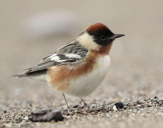 Bay-breasted Warbler Setophaga castanea