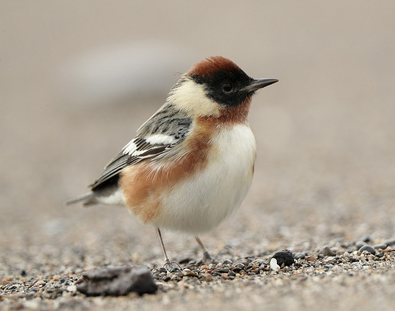 Bay-breasted Warbler Setophaga castanea