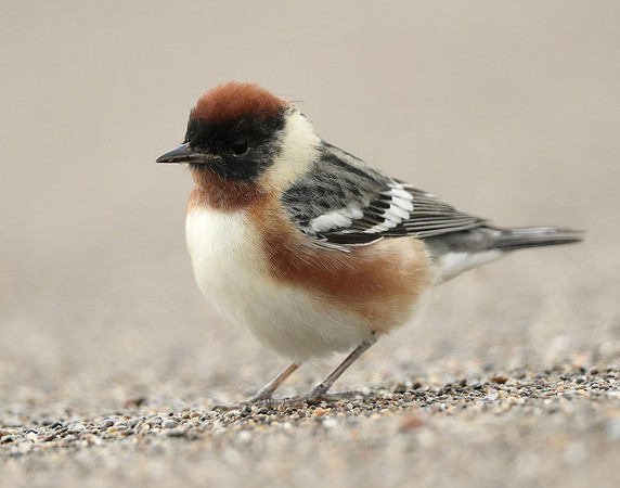 Bay-breasted Warbler Setophaga castanea