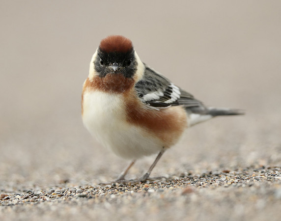 Bay-breasted Warbler Setophaga castanea