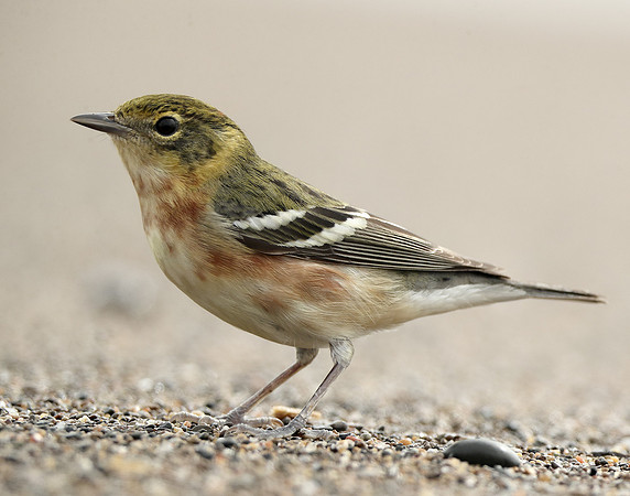 Bay-breasted Warbler Setophaga castanea