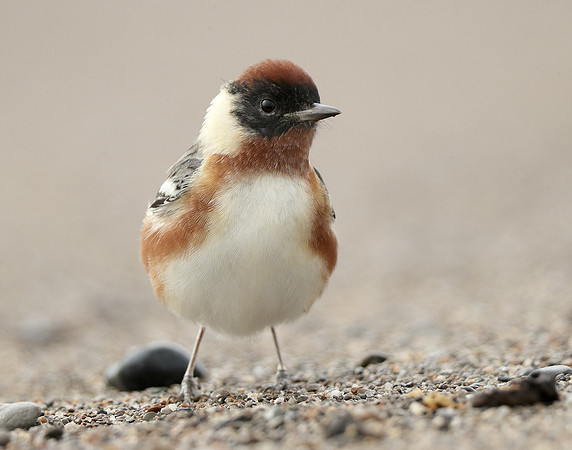 Bay-breasted Warbler Setophaga castanea