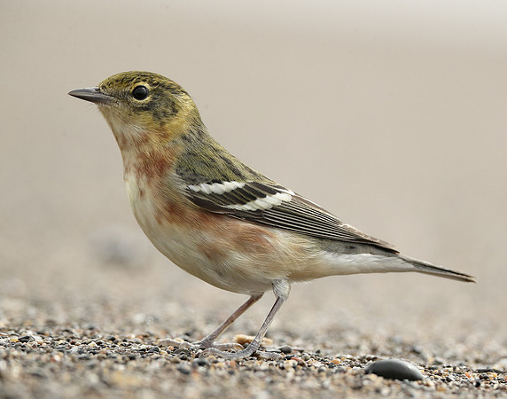 Bay-breasted Warbler Setophaga castanea