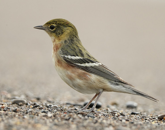 Bay-breasted Warbler Setophaga castanea