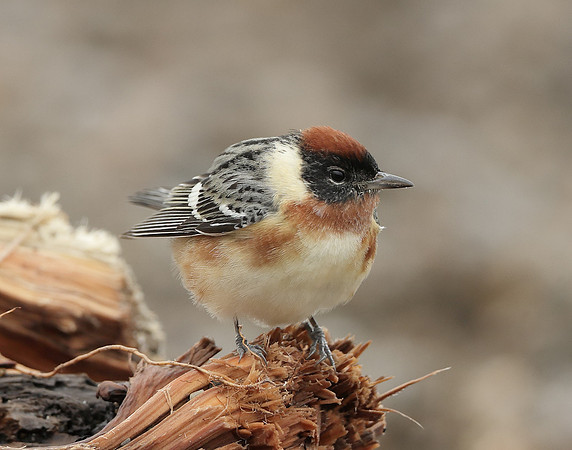 Bay-breasted Warbler Setophaga castanea