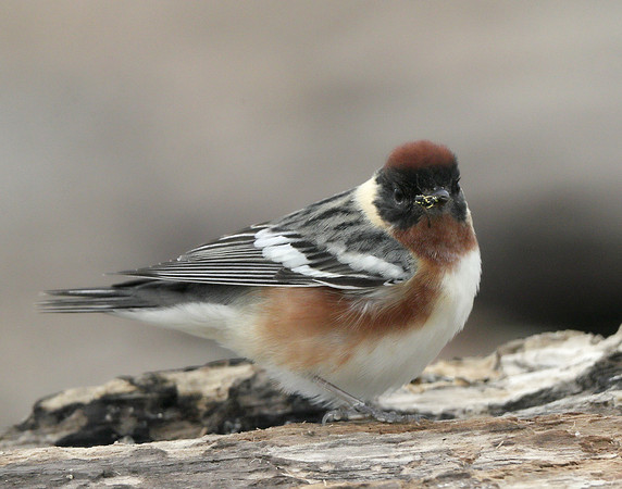 Bay-breasted Warbler Setophaga castanea