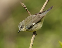 Black-throated Blue Warbler Setophaga caerulescens